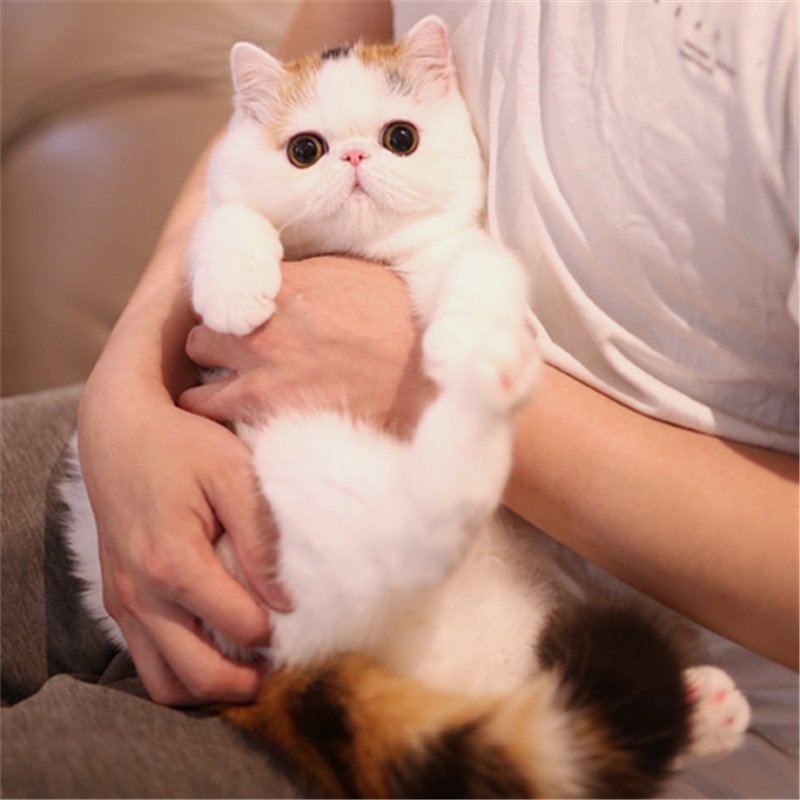 内蒙猫舍布偶猫：萌化你心的海双蓝双赛级活体猫咪幼崽