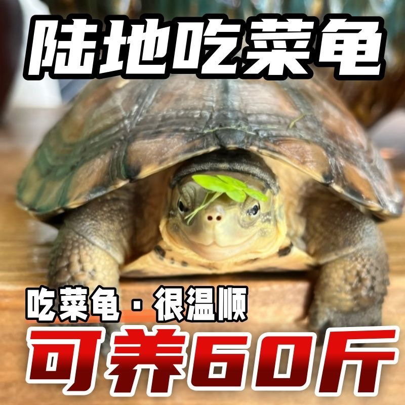 佳之钓碳素抄网竿：大物捞鱼神器，垂钓达人的必备良伴