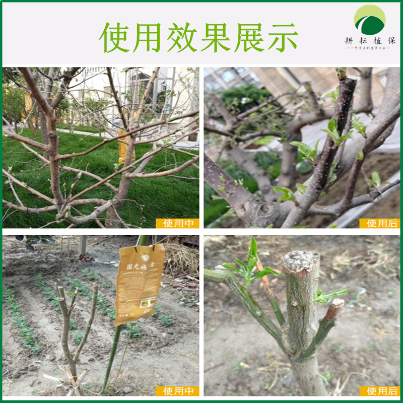国光施它活：大树移栽救星，生根液整桶10袋包邮，园艺达人的秘密武器