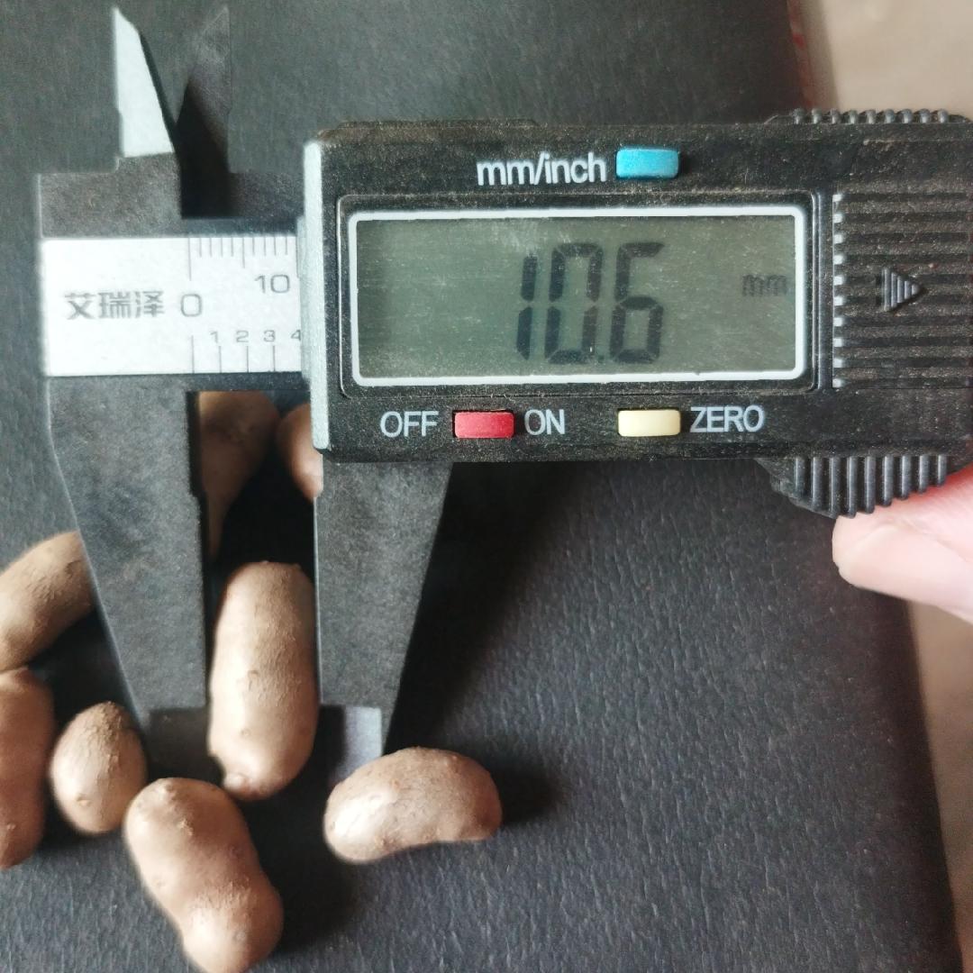 山药豆界的甜宠新星，小白嘴山药豆，解锁你的甜蜜新吃法！✨