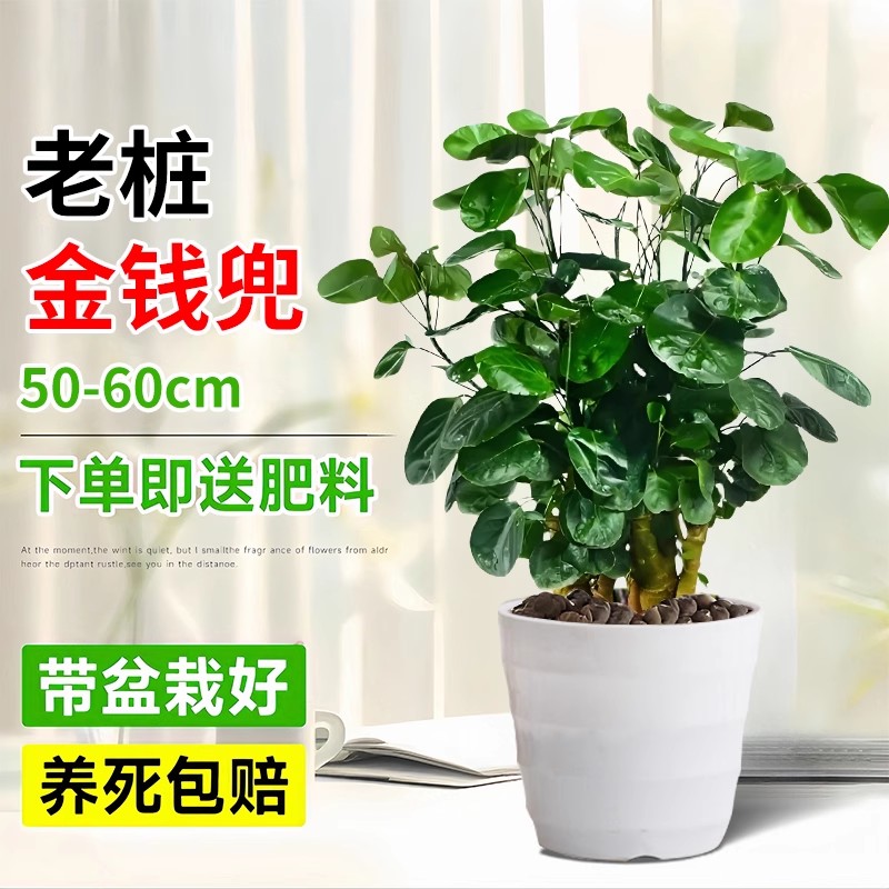 大型绿植金钱兜福禄桐盆栽：客厅里的财富守护神，你值得拥有吗？