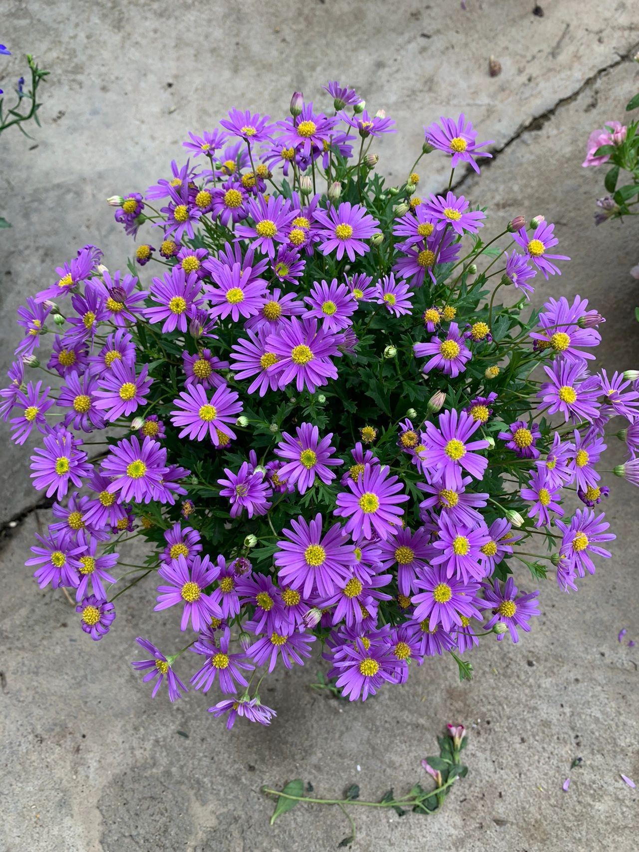 玛格丽特盆栽花苗：四季耐寒，甜蜜点缀阳台生活
