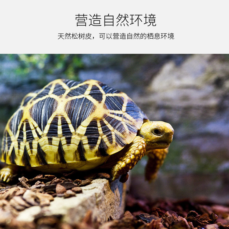 森林地表爬宠乐园：黄缘陆龟、蜥蜴、睫角守宫造景必备树皮垫材，保湿除臭两不误！