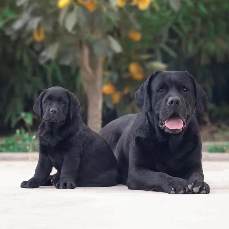 拉布拉多犬有黑色的吗？揭秘拉布拉多犬的毛色之谜