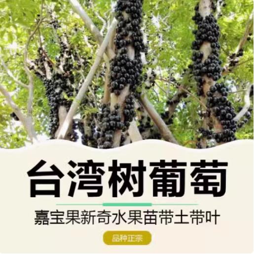 树葡萄嘉宝果树：四季果树的种植秘籍，南北方庭院盆栽新宠！