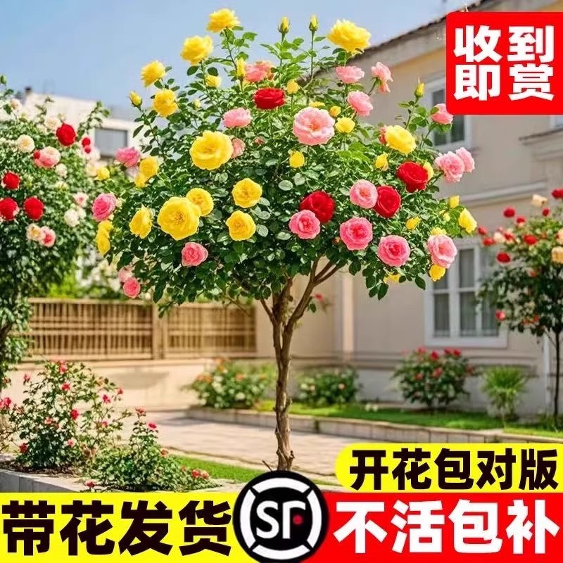 月季树桩棒棒糖：四季花开的盆栽植物，养活轻松，美艳不可挡！