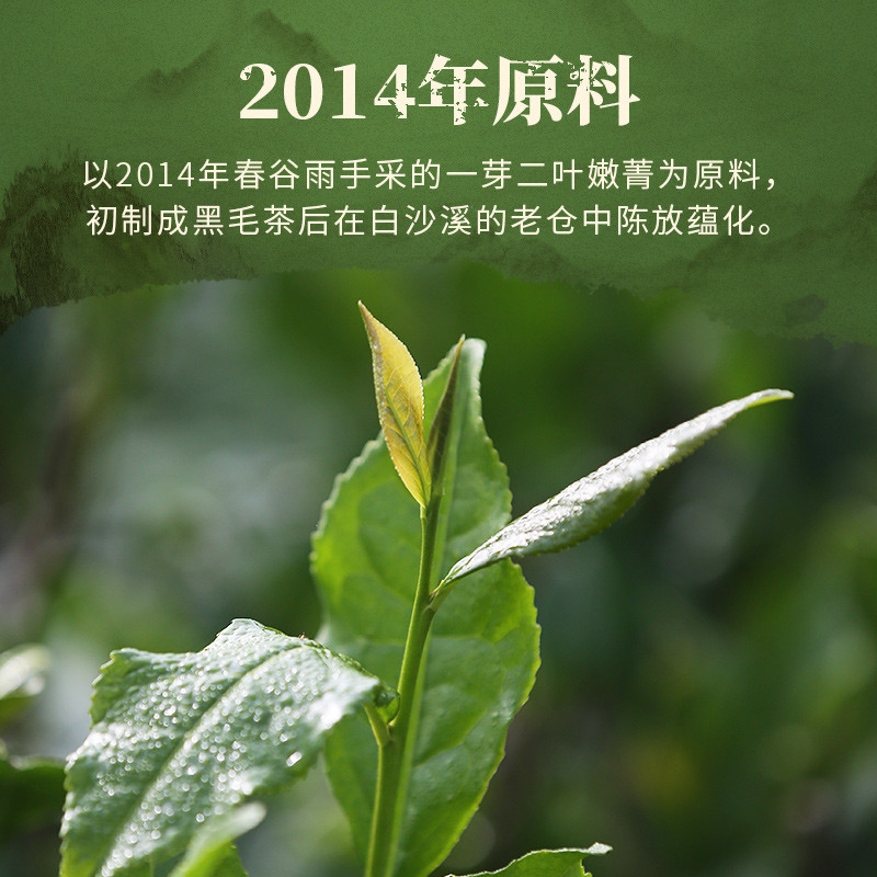 白沙溪黑茶：探寻湖南安化的浮生若梦，400g陈年金花茯砖茶的味觉盛宴