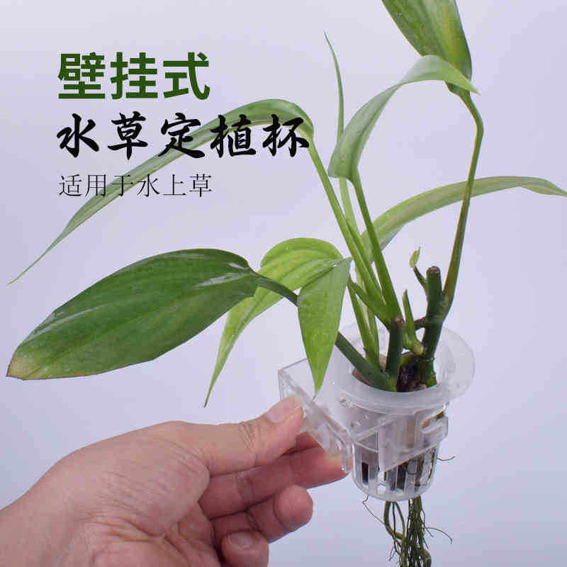 水培固根定植篮：绿萝风信子发财树的专属神器！