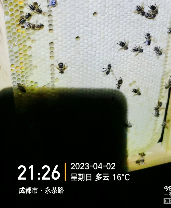 四川成都原种阿坝黑蜂王蜜，拿糖好！