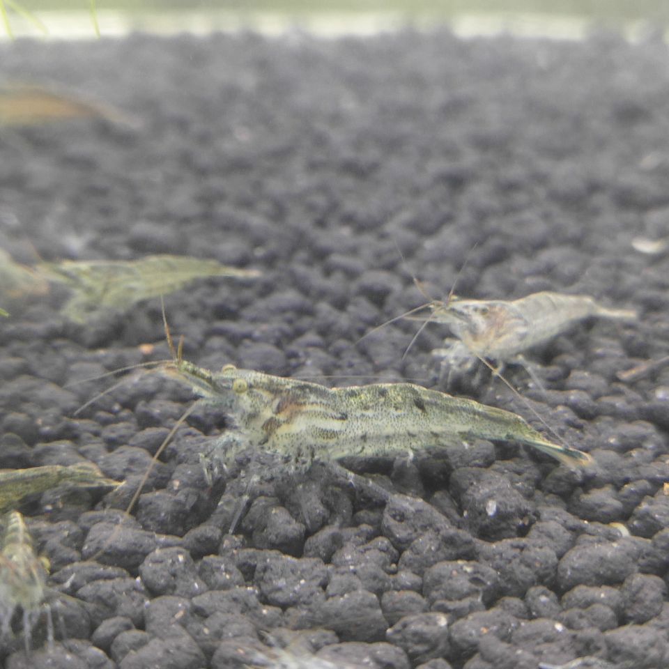 烤漆虾、黑壳虾、除藻虾…这些虾你养过吗？淡水宠物虾界的“樱花虾”了解一下！