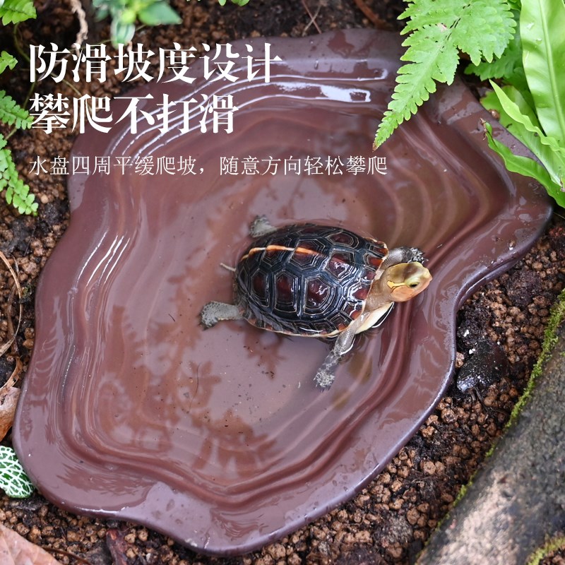 酷爬黄缘乌龟泡澡盆龟箱大揭秘：打造完美爬宠乐园，你的宠物也能享受SPA！