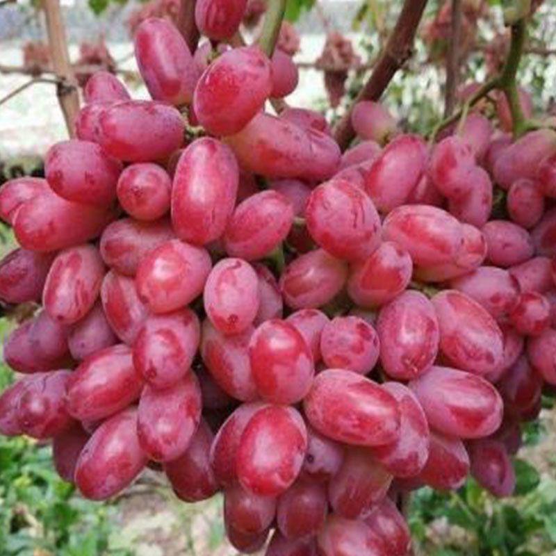 新品种无籽克伦生葡萄树苗：南北方皆宜的种植新宠，盆栽地栽两相宜！